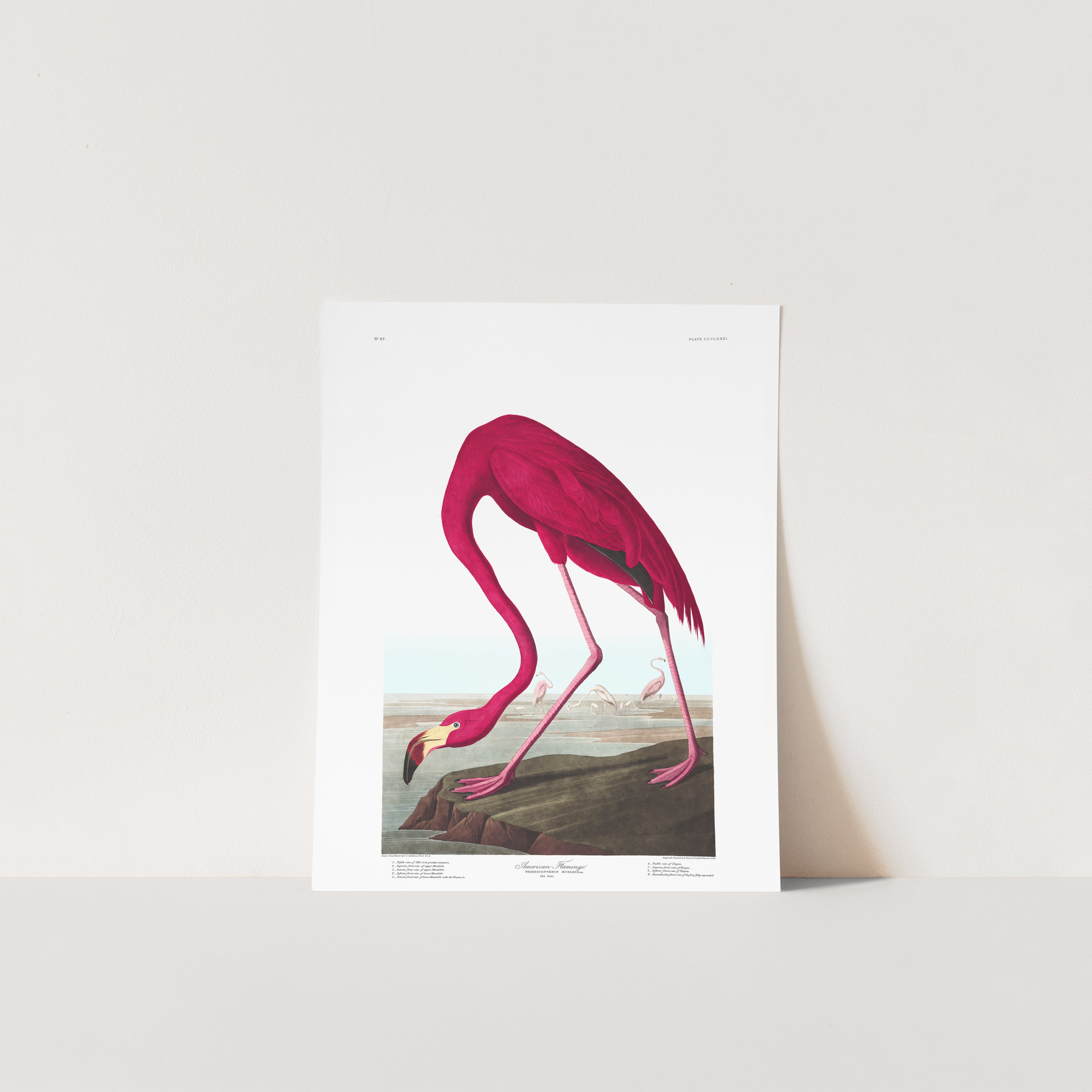 Amerikanischer Flamingo | Ungerahmt