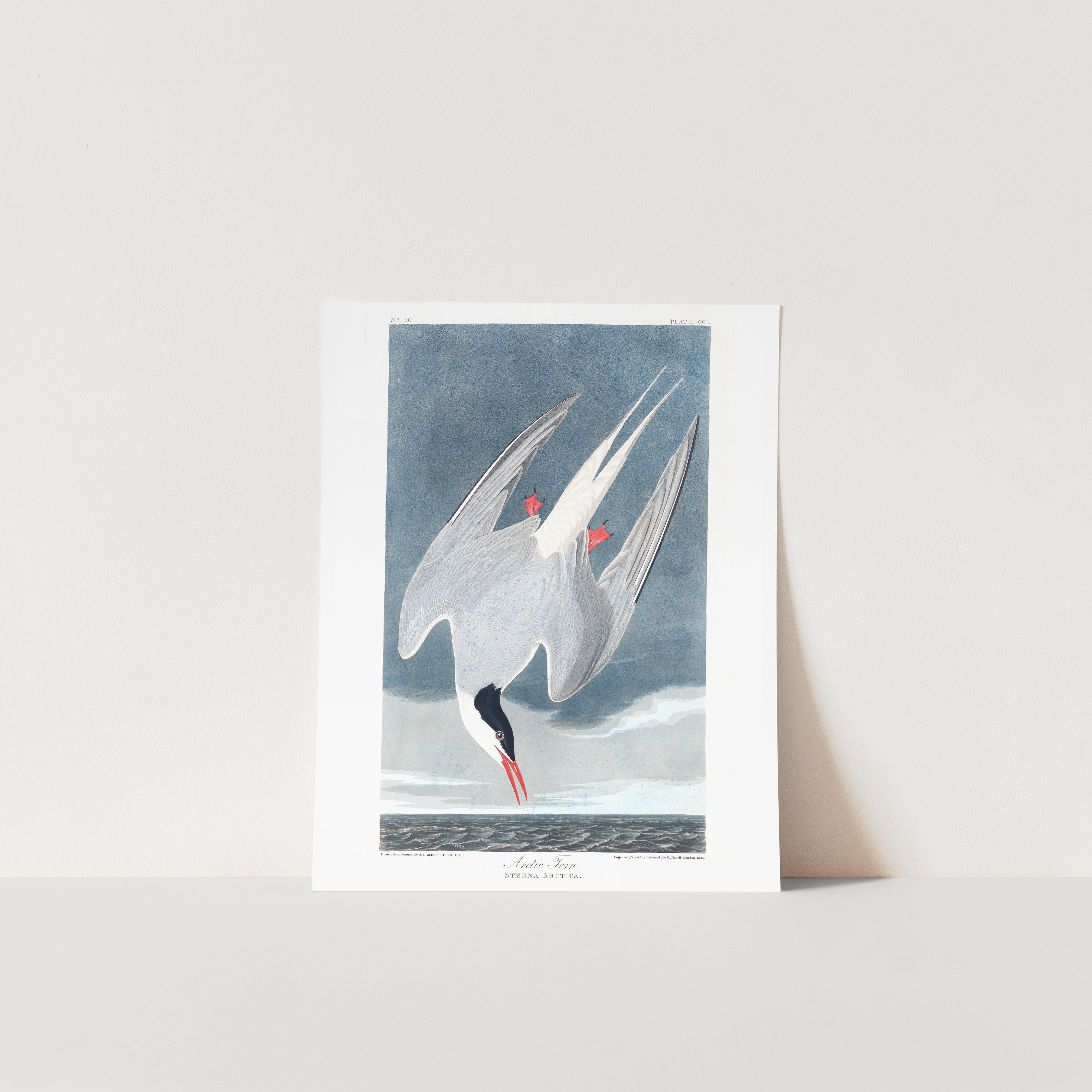 Arctic Tern |  Unframed