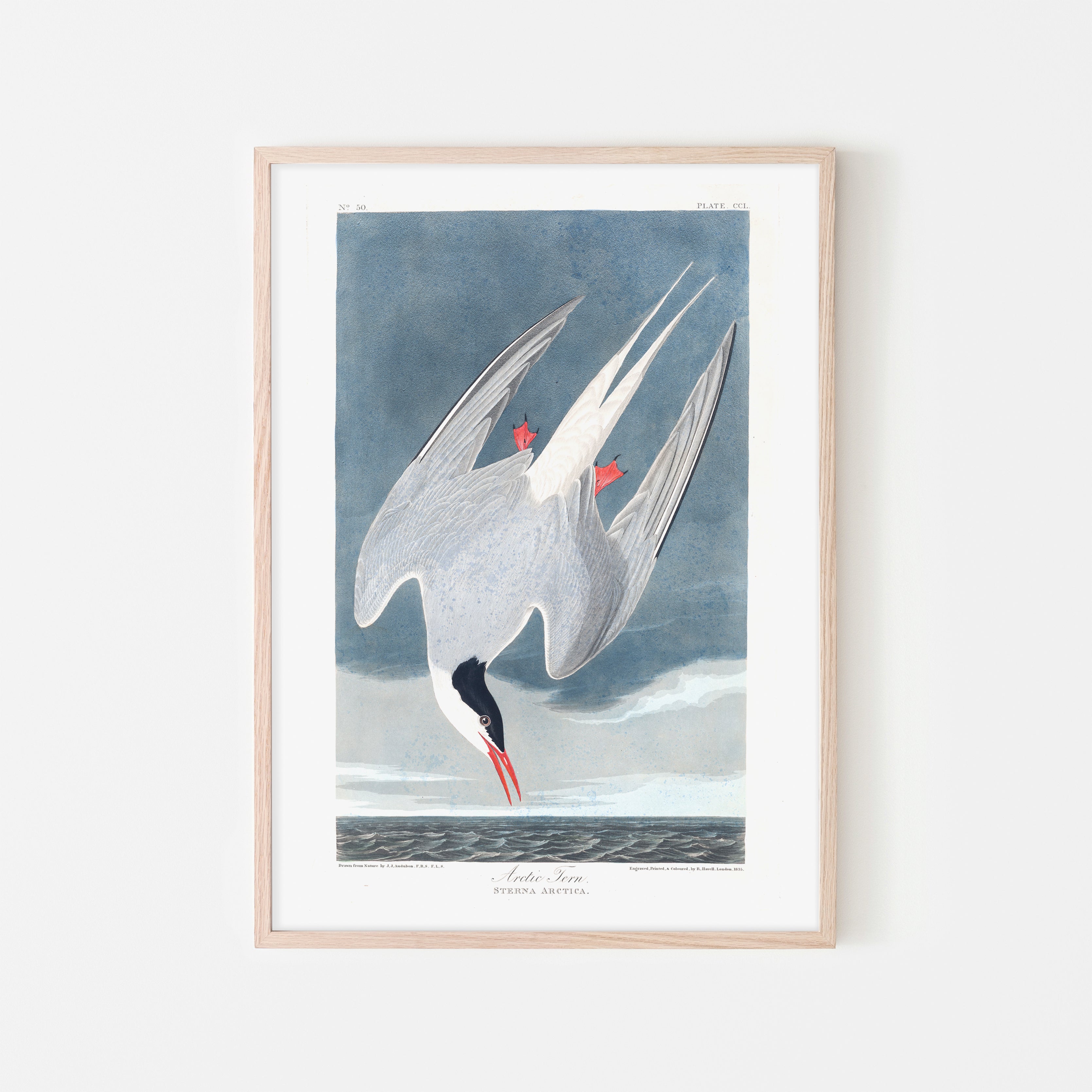 Arctic Tern |  Framed Print