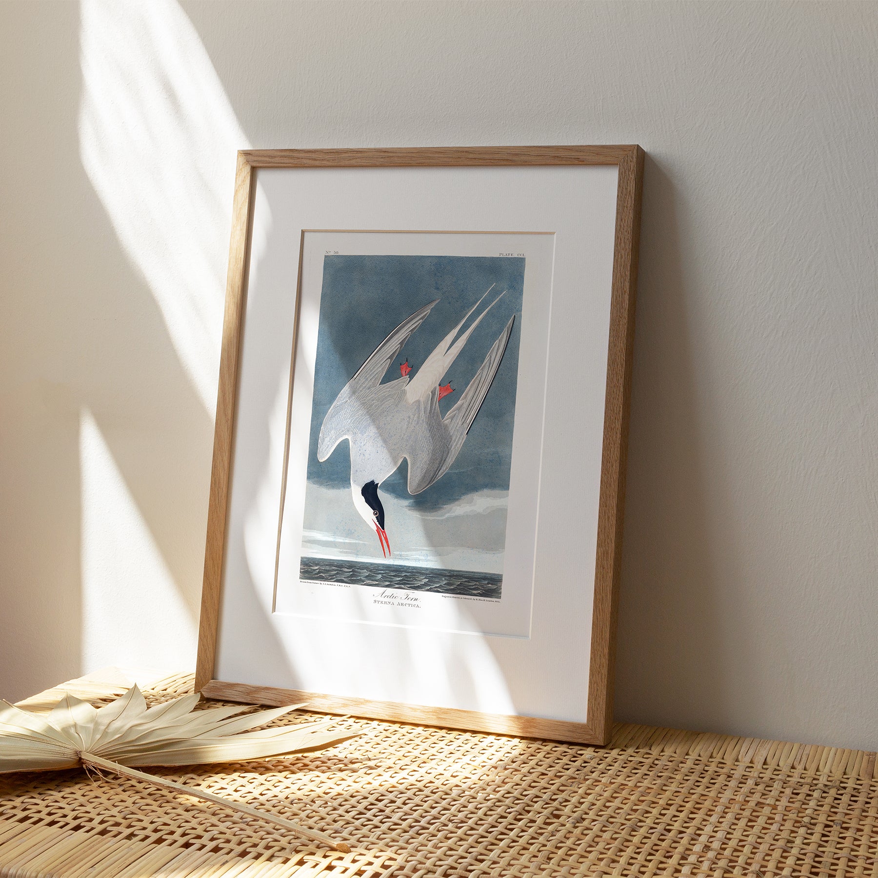 Arctic Tern |  Unframed