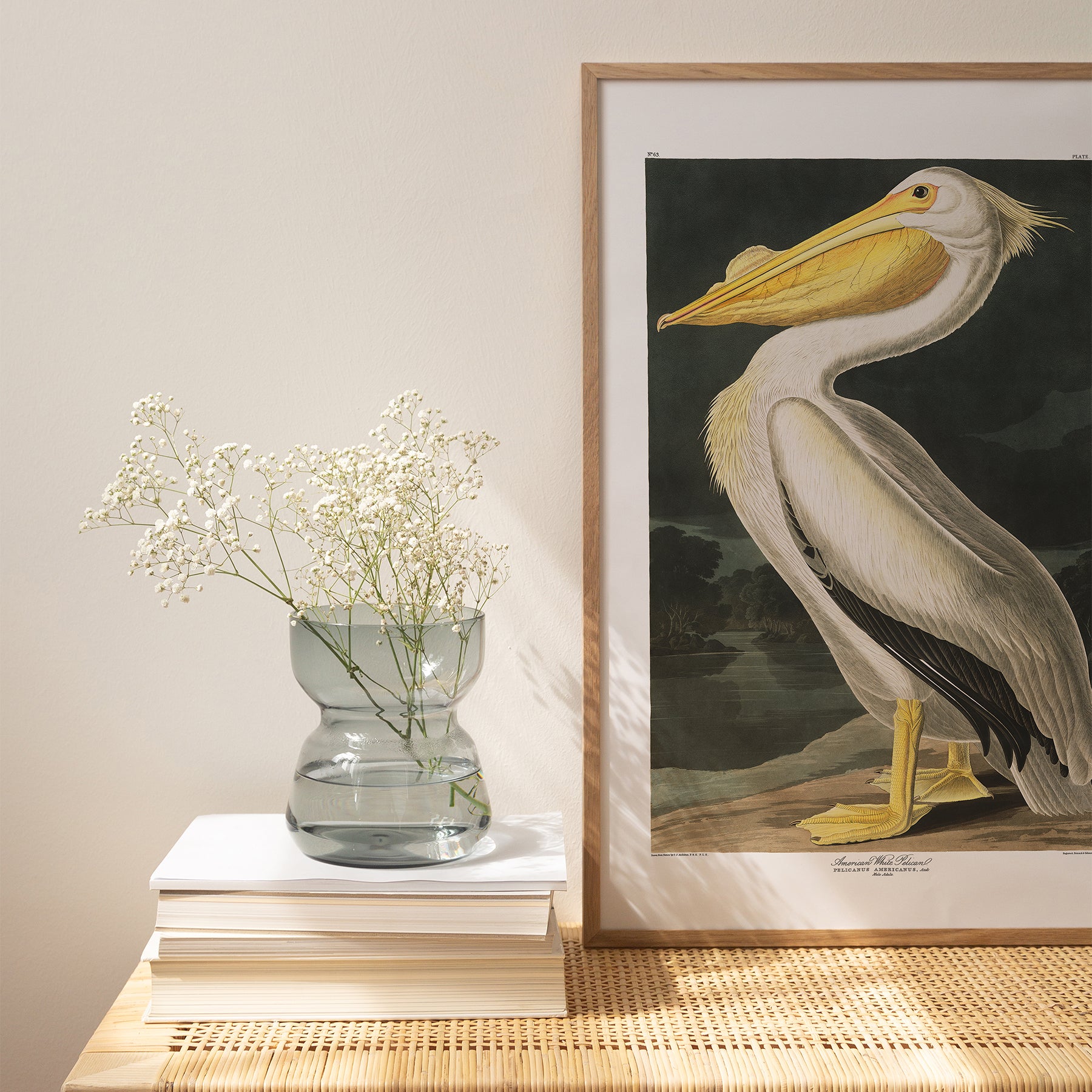 American White Pelican |  Unframed