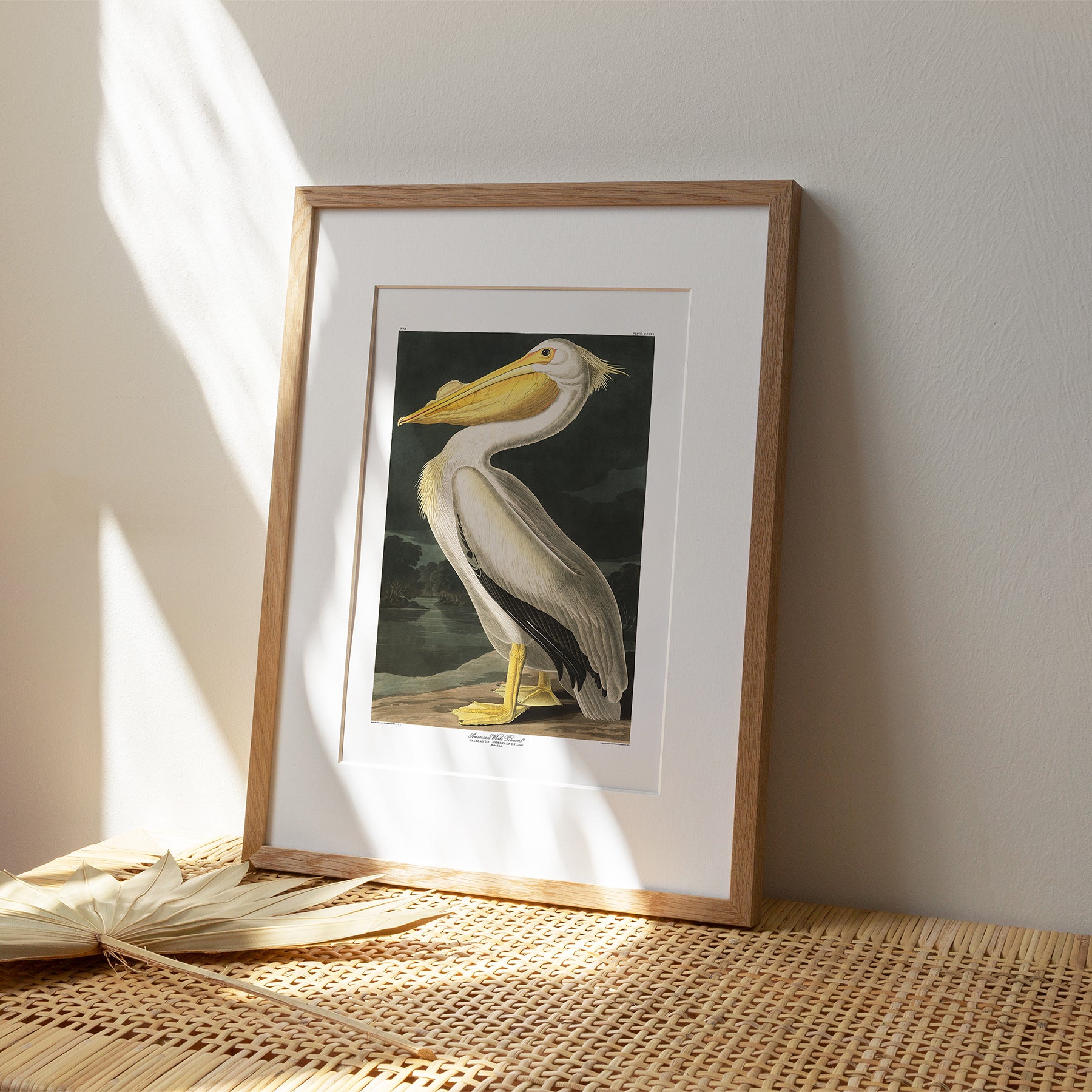 American White Pelican |  Unframed