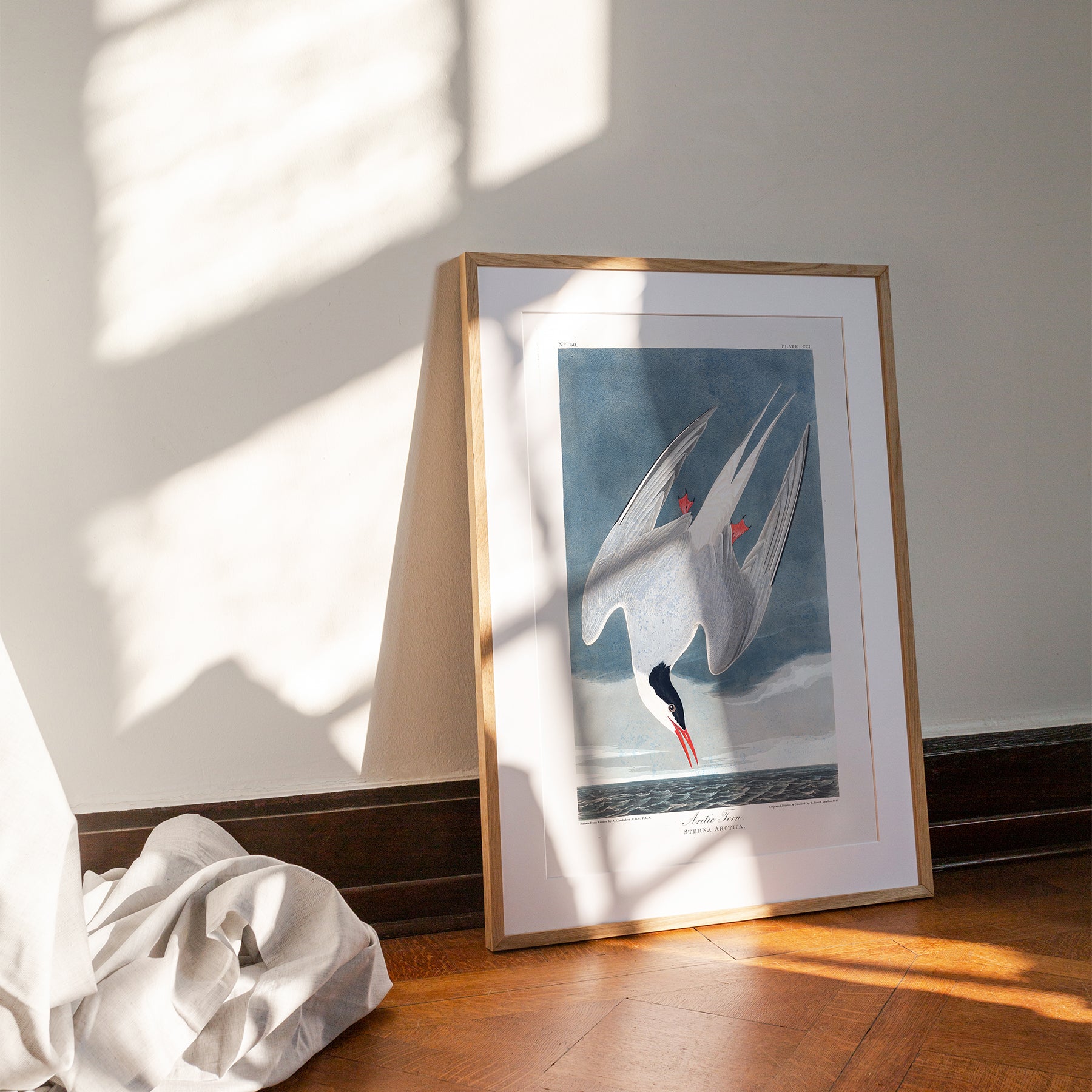 Arctic Tern |  Framed & Mounted Print