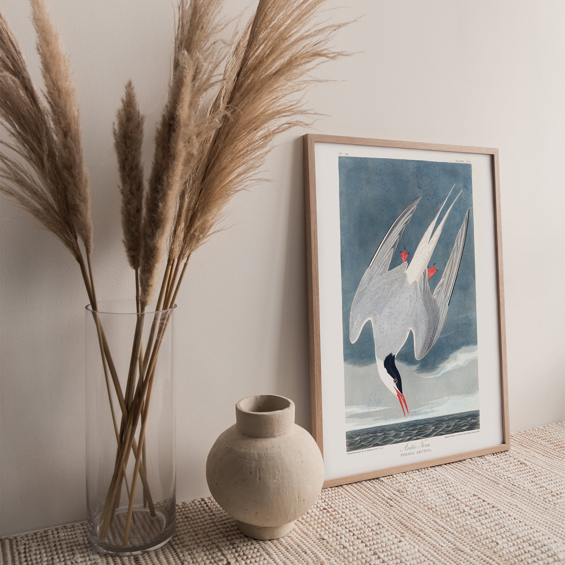 Arctic Tern |  Unframed