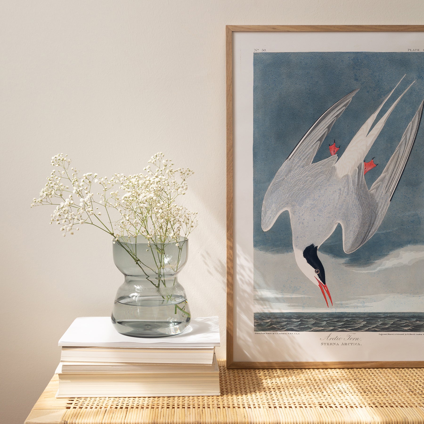 Arctic Tern |  Framed Print